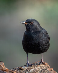 Kos Turdus merula