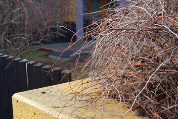 Dry branches blend with the yellow stone wall at a quiet residence in early spring