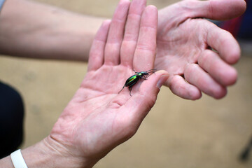 A green beetle crawls up the palm of my hand