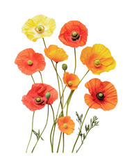 Fototapeta premium Poppy bouquet design for garden decor, art, and greeting cards featuring bright yellow and orange flowers, cut out