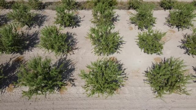 Aerial Shot Moving Left to Right Over Almond Plantations in Southern Aragon - 503
