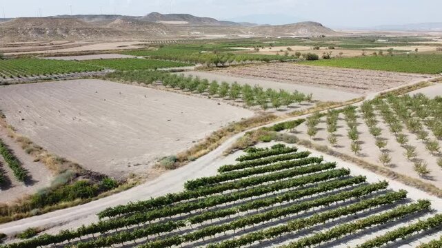 Aerial Drone Shot Moving Left to Right Over Vineyards in General View - 505

