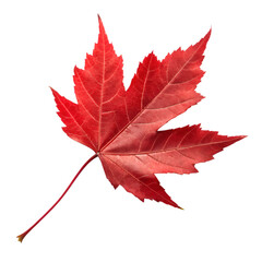 Vibrant Red Maple Leaf Autumn Fall Foliage Nature Photography Stock Image Isolated White Background