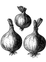 Vector engraved illustration of three onions for culinary design and decoration in kitchen and food-related applications
