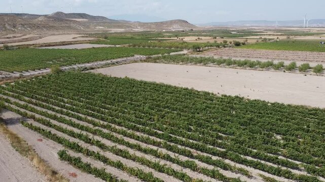 Vineyard Landscape in the Arid Lands of Southern Aragon - 511
