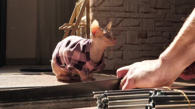 A Sphynx cat dressed in special clothing basks in the sun and watches as its owner's hands assemble a structure of shiny tubes. The curious pet has no fur and is cold. Sphynx sensitivity to cold