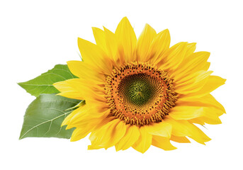 Obraz premium Bright sunflower with green leaves showcasing the beauty of nature and summer blooms in full bloom, cut out