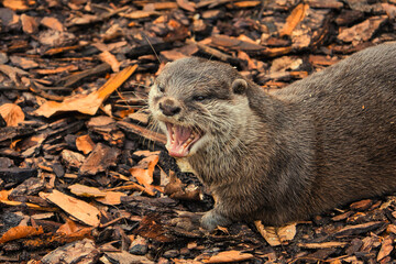 Otter with open mouth