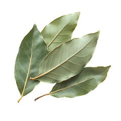 Aromatic dried bay leaves culinary herb spice close up studio shot transparent background