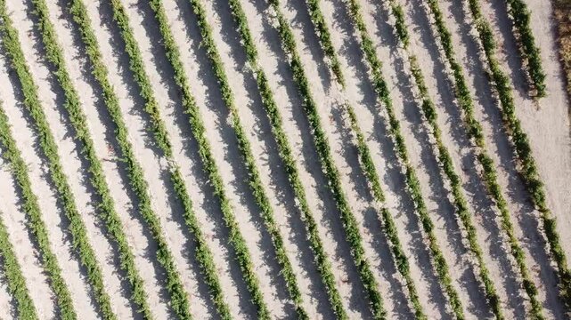 Aerial Top-Down Shot Moving Left to Right Over a Vineyard on Flat Land - 491
