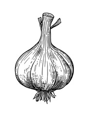 Vector engraved illustration of garlic bulb for culinary product design