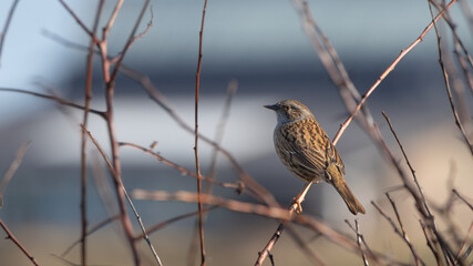 Dunnock (Prunella Modularis) perched on twig, on branch amongst new saplings in early spring.