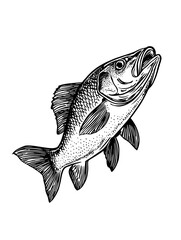 Fototapeta premium Vector engraved illustration of a freshwater fish suitable for product design featuring intricate detailing and realistic features