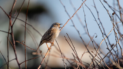 Dunnock (Prunella Modularis) perched on twig, on branch amongst new saplings in early spring.