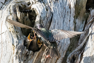 European Starlings at nest with chicks (Sturnus vulgaris) is an invasive species in the United States and now among the continent's most numerous songbirds