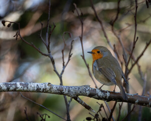 European Robin perching on branch, Erithacus rubecula, Dunbar, Scotland, United Kingdom