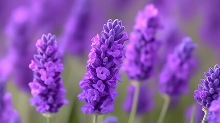 Lavender blooms purple in garden. Floral beauty