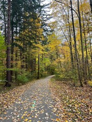 autumn in the park