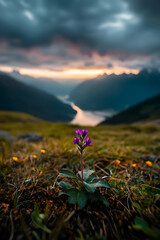Stunning purple flower emerges in mountain landscape during twilight, symbolizing resilience and beauty in nature