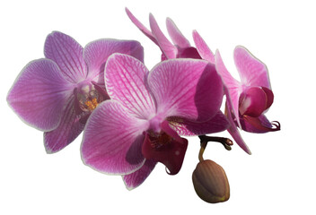 Pink orchi, cut out, no background