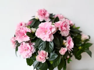 Fototapeten Azalee Blooming potted pink Azalea decorative flowers close up on white background  © Lapasmile