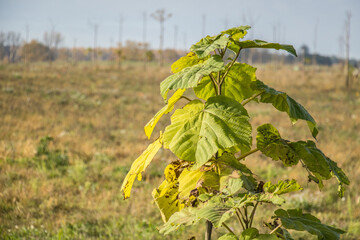 oxytree, paulownia, leaves, tree, cultivation, morphology, young tree
