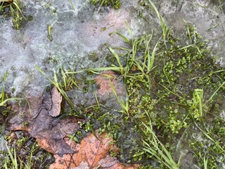 Green plants frozen in freezing water. Abstract ice, water and plant fragments, cold icy morning in spring, flower fragments in backlight, selective focus, spring.