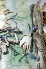 A seafood spread showcases vibrant marine life on a wet, green-tiled surface. Blue crabs with striking claws rest on the left