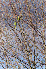 Obraz premium Green parrots in the treetops
