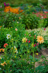 dahlia in the summer garden