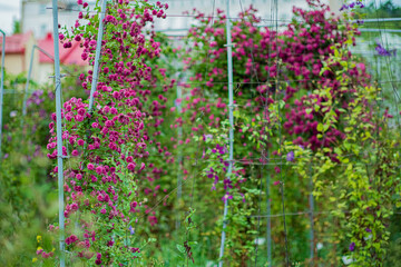 nice clematis in the garden