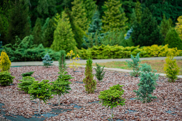 Obraz premium Decorative coniferous trees on the background of deciduous bushes in the garden