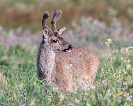 Black-tailed deer in velvet or blacktail deer occupy coastal regions of western North America