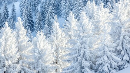 Fototapeta premium Snow Covered Fir Trees Close Up - Nature Photography for Winter Season Posters and Websites