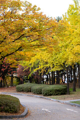 View of Yeouido Park, walkway with colorful leaves tree, autumn foliage. It is a park in Yeongdeungpo District, Seoul, South Korea.