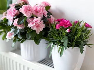 Selbstklebende Fototapeten Azalee Beautiful blooming pink azalea and carnations flowers in white flower pots close up  © Lapasmile