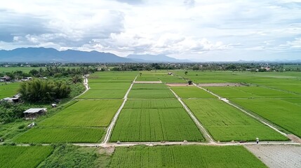 Obraz premium Aerial view of lush green rice fields with mountains in the background under a partly cloudy sky.