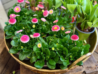 Pink blooming Bellis perennis marguerite flowers in flower shop market close up