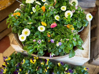Pink blooming Bellis perennis marguerite flowers in flower shop market close up
