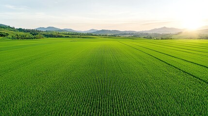 Fototapeta premium Aerial view of serene green field at sunrise with distant hills, showcasing natural beauty and agricultural tranquility.