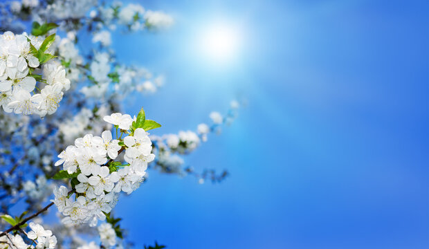 Apricot flowers against the sky. Spring background.