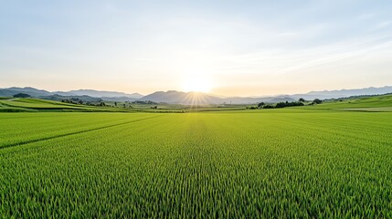 Fototapeta premium Breathtaking sunrise over lush green fields with distant hills, under a clear blue sky.
