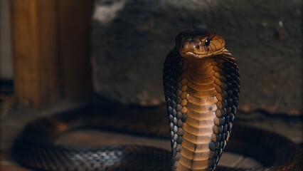 Fototapeta premium close up of a snake