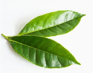 Obraz premium Fresh Green Tea Leaf: Flat Lay Isolated on White for Design