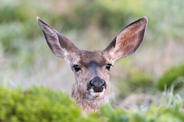 Black-tailed deer or blacktail deer occupy coastal regions of western North America