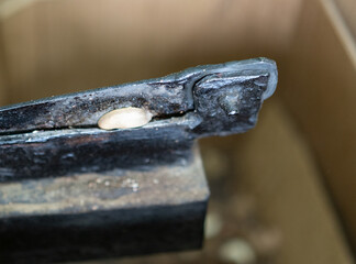 A rusted metal component shows signs of wear and use, with a small pale object—possibly a seed or debris—lodged in a groove.