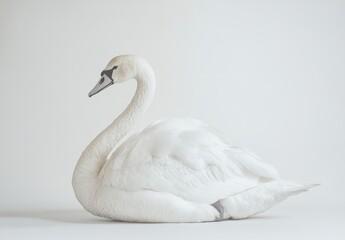 Elegant white swan posed on white background.
