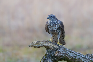 Northen Goshawk on a branch