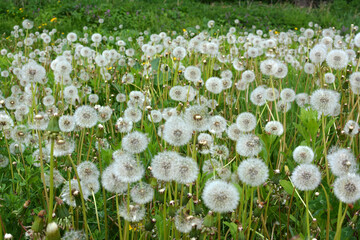 A dandelion faded in the meadow