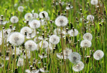 A dandelion faded in the meadow